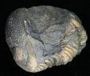 Partially Barrandeops (Phacops) Trilobite #11269-3